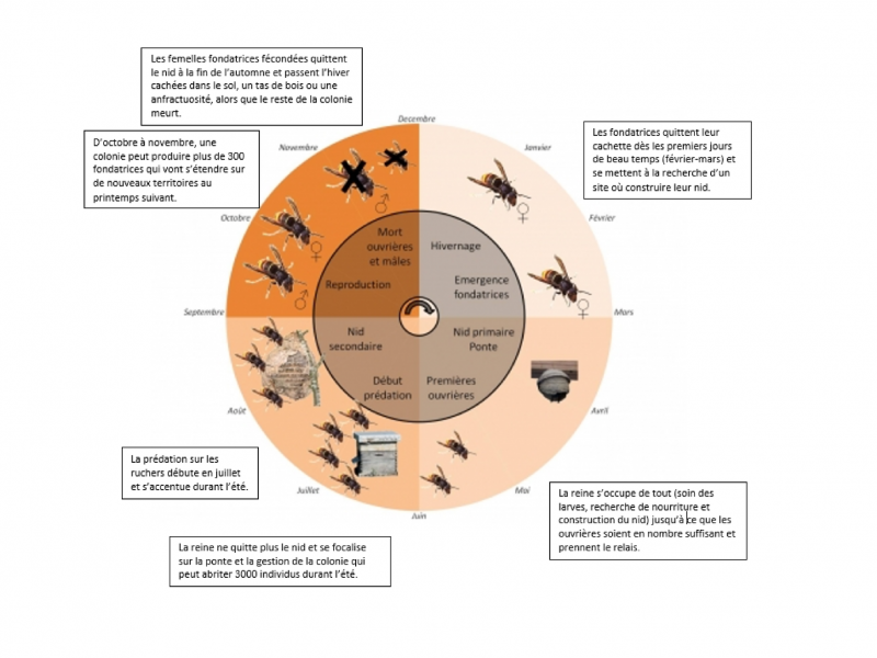 Cycle de vie du frelon asiatique